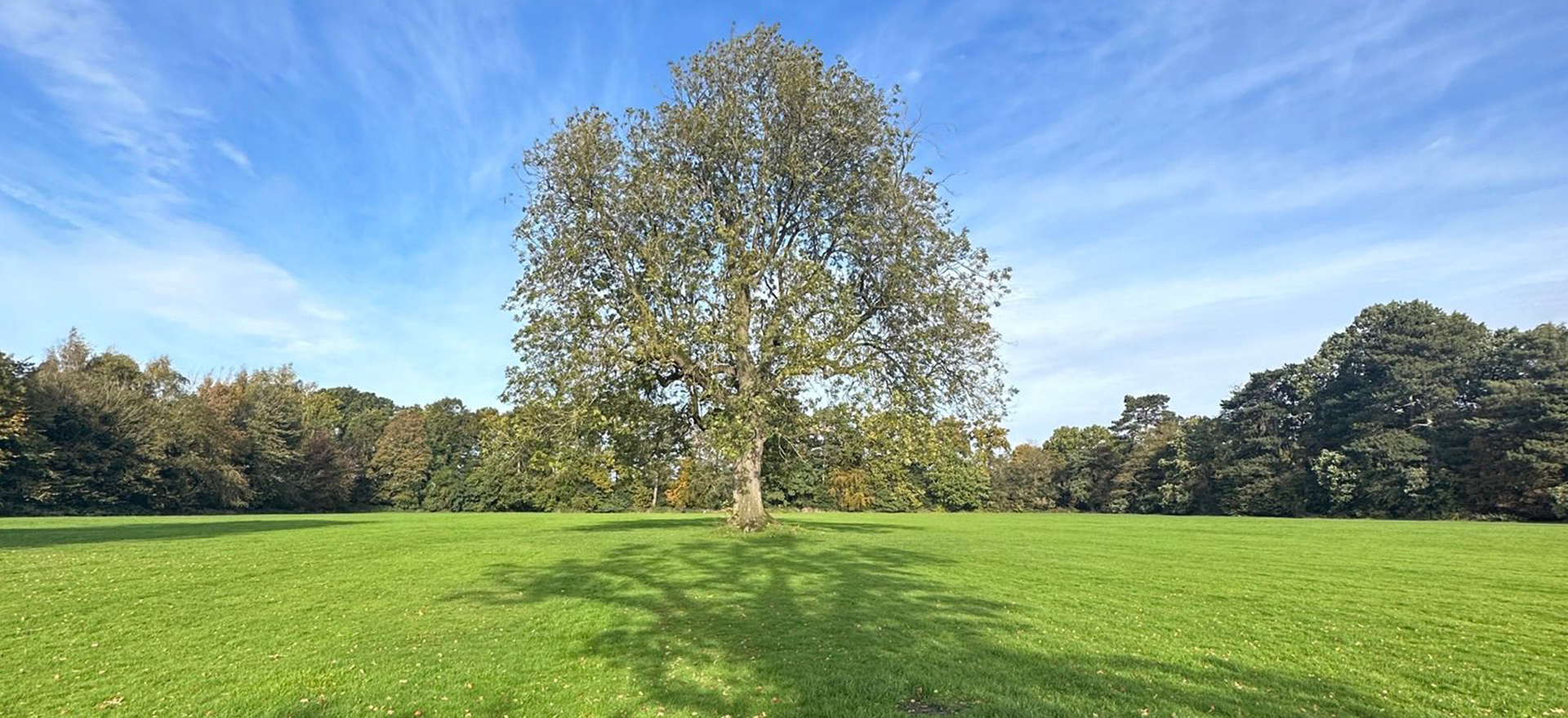 Arbscape Tree Surgeons Ltd