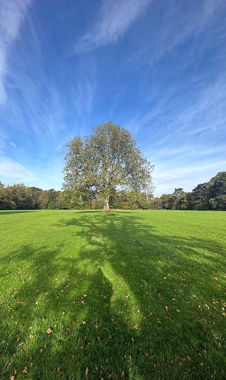 Arbscape Tree Surgeons Ltd