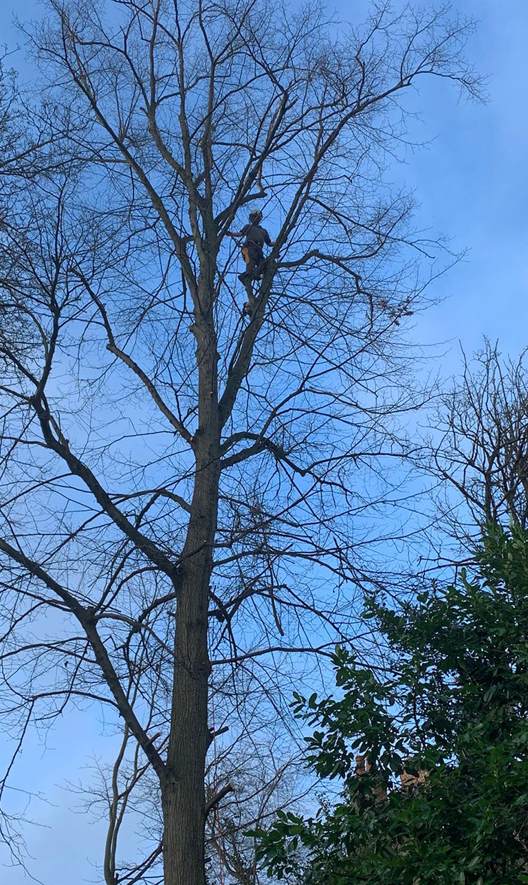 Arbscape Tree Surgeons Ltd