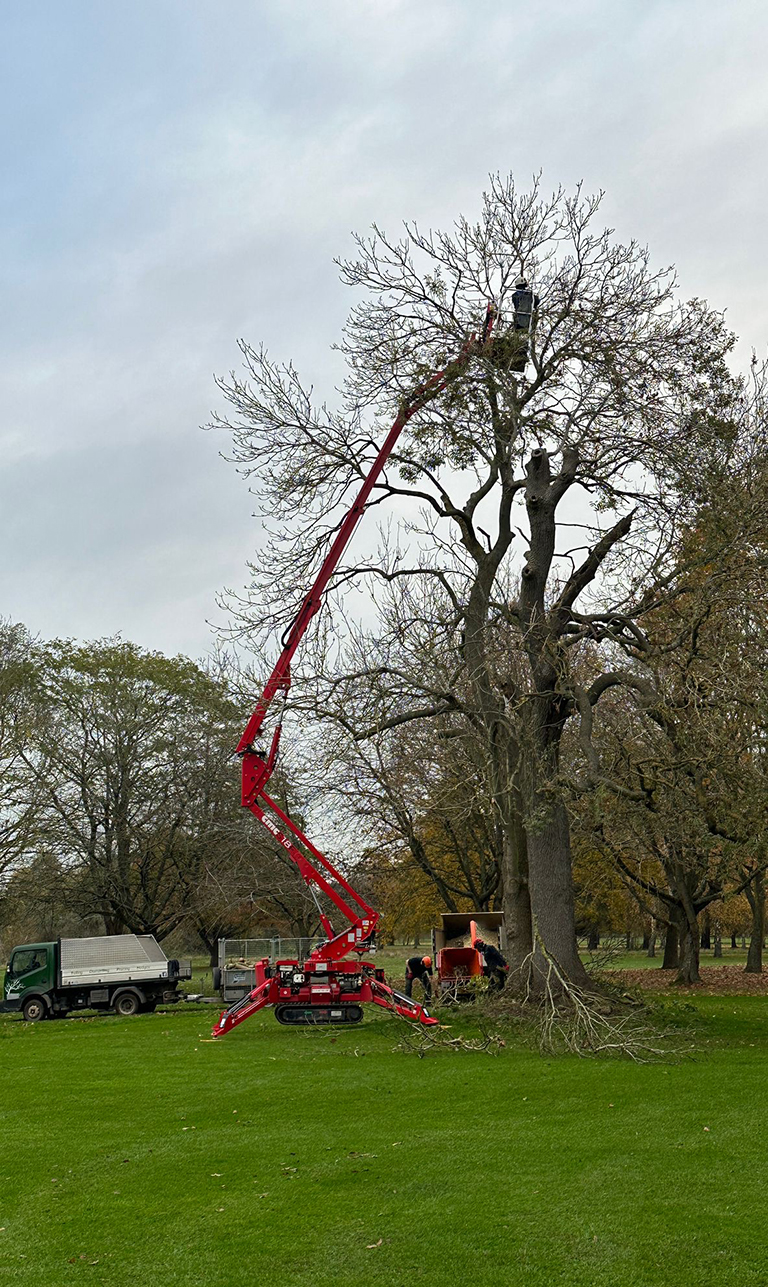 Arbscape Tree Surgeons Ltd